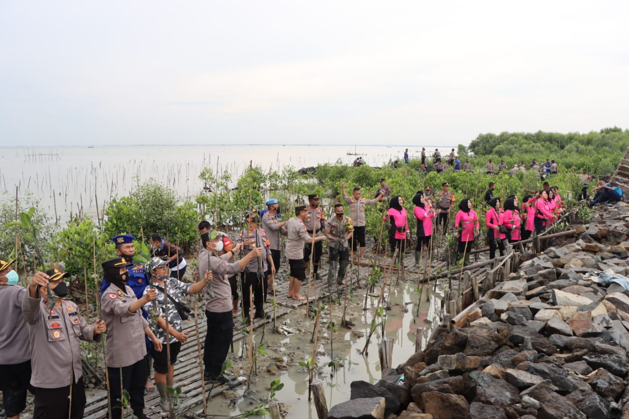 Aksi Penanaman Ribuan Mangrove di Pesisir Pantai